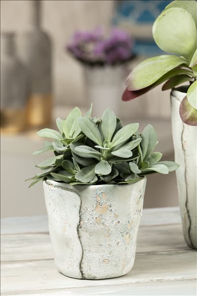 Senecio cephalophorus 'Mountain Fire'