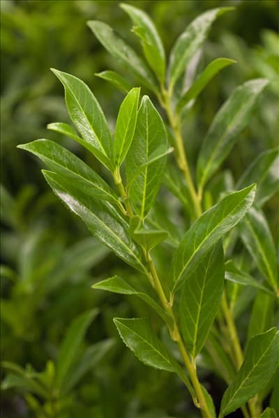 Prunus laurocerasus 'Caucasica'