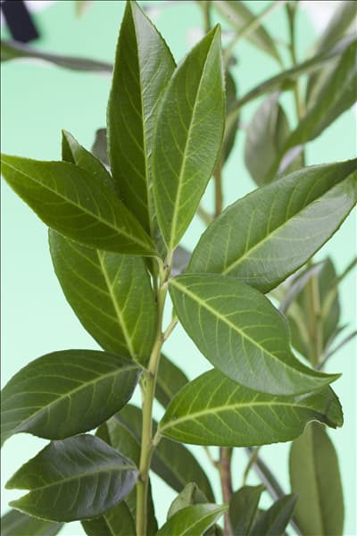 Prunus laurocerasus 'Caucasica'
