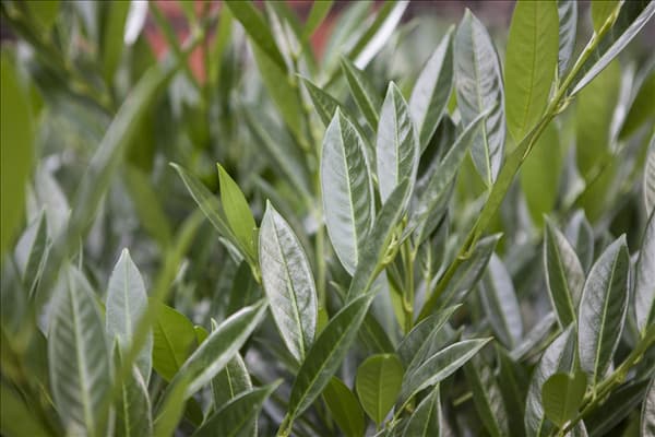 Prunus laurocerasus 'Caucasica'