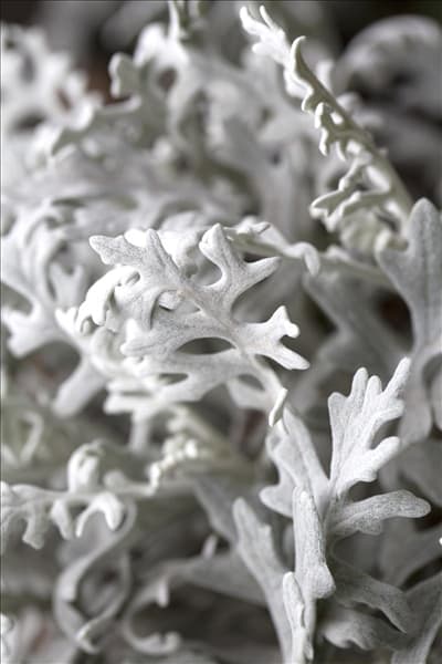 Senecio cineraria