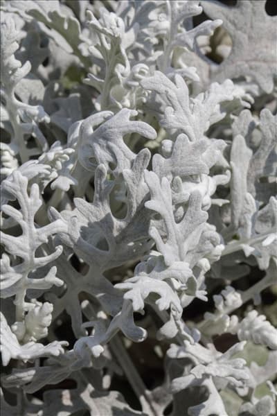 Senecio cineraria