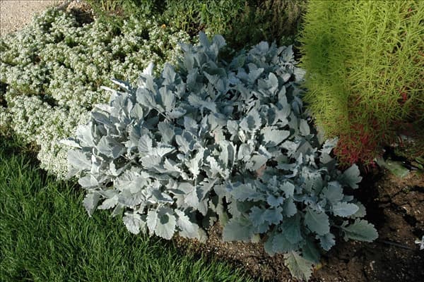 Senecio cineraria