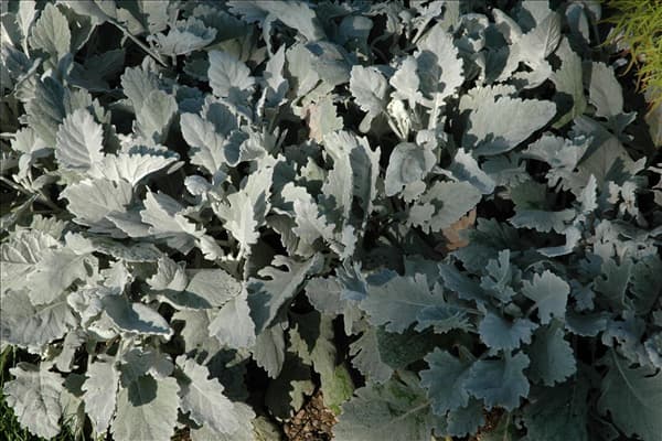 Senecio cineraria