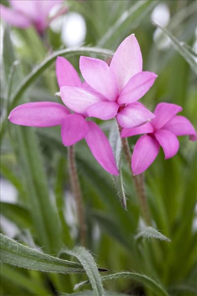 Rhodohypoxis baurii