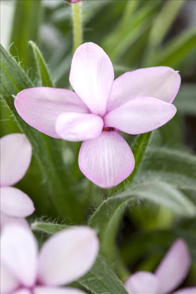 Rhodohypoxis baurii