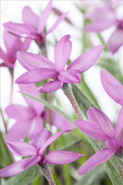 Rhodohypoxis baurii
