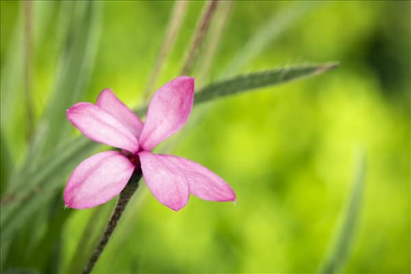 Rhodohypoxis baurii