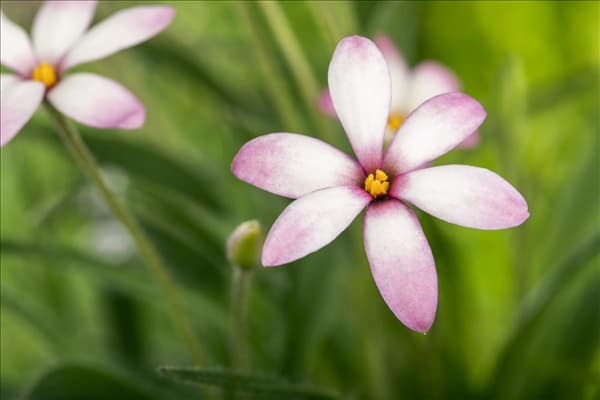 Rhodohypoxis baurii