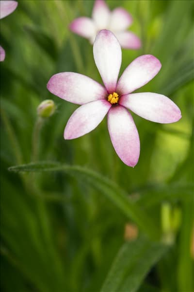 Rhodohypoxis baurii