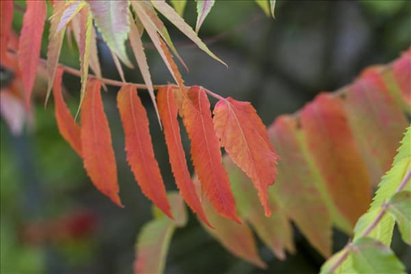 Rhus typhina