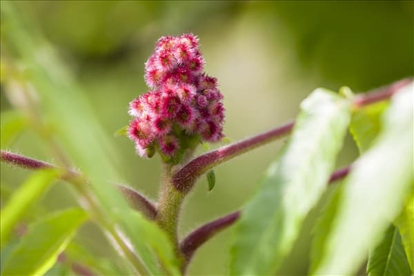 Rhus typhina