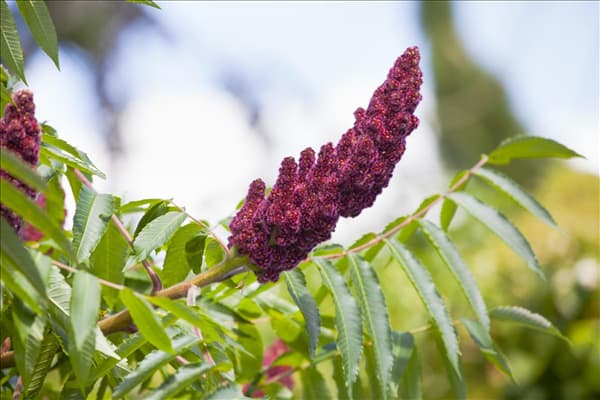 Rhus typhina
