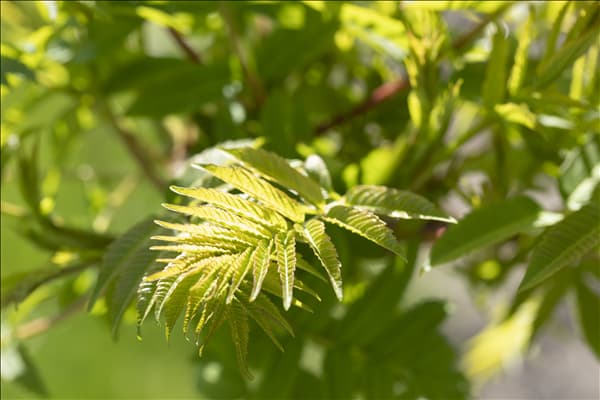 Rhus typhina