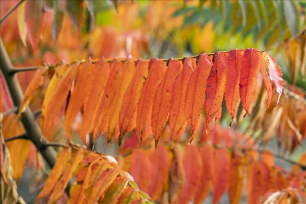 Rhus typhina