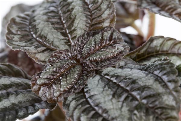 Pilea repens