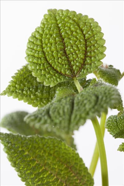 Pilea repens