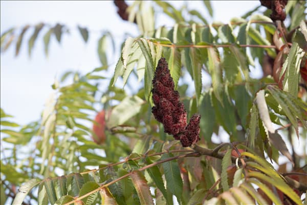 Rhus typhina 'Dissecta'