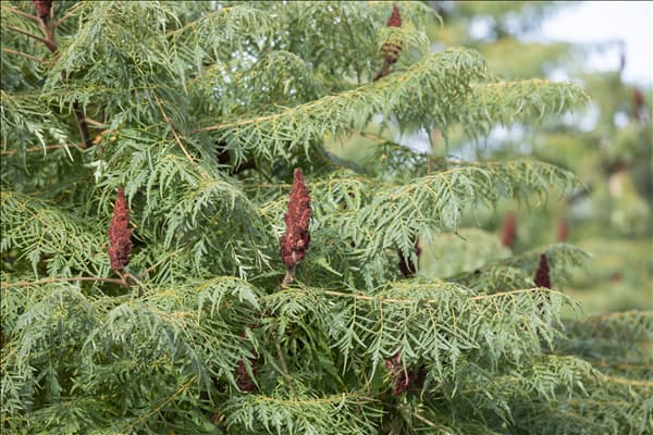 Rhus typhina 'Dissecta'