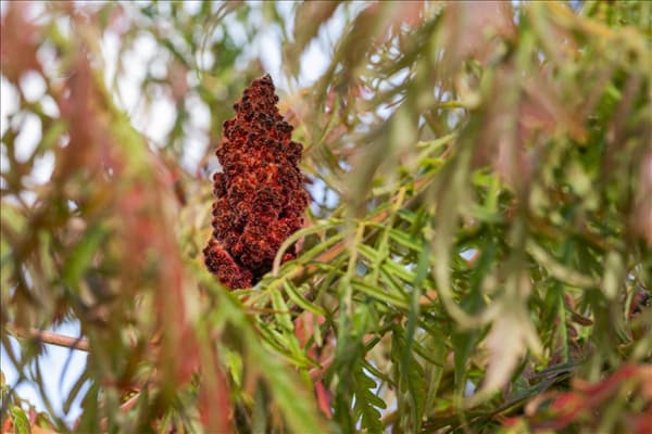 Rhus typhina 'Dissecta'