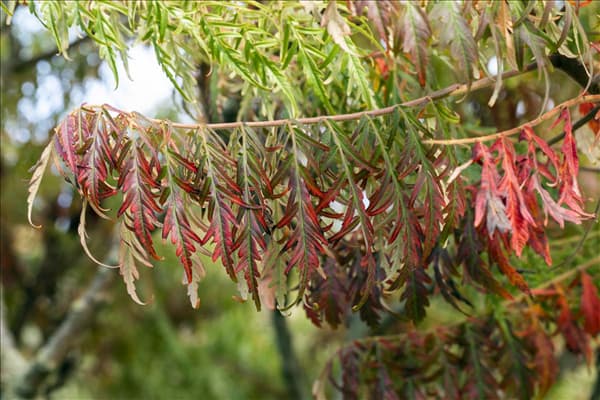 Rhus typhina 'Dissecta'