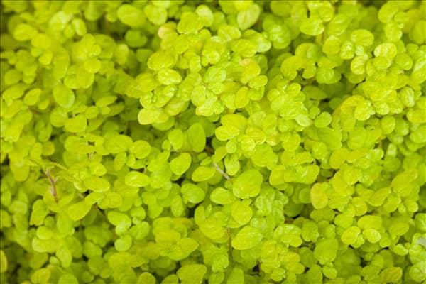 Soleirolia soleirolii