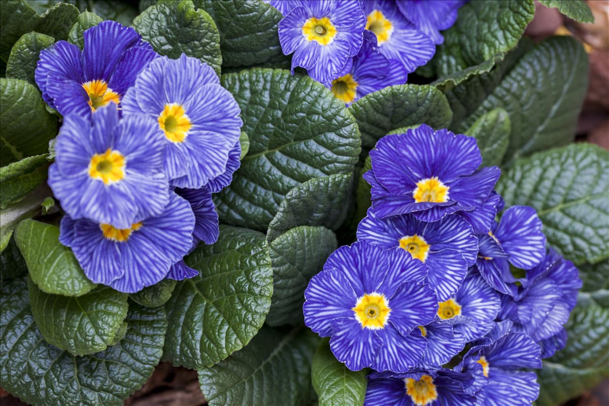 Primula vulgaris