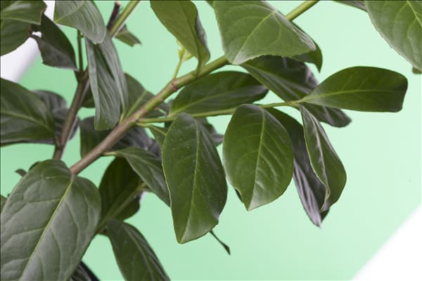 Prunus laurocerasus 'Novita'