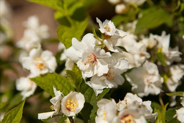 Philadelphus x virginalis 'Natchez'