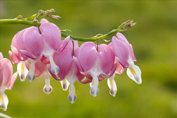 Dicentra spectabilis