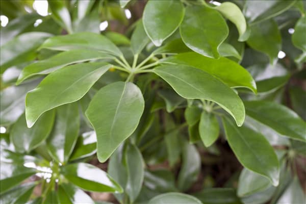 Schefflera arboricola