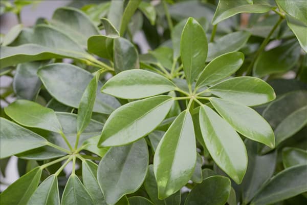 Schefflera arboricola
