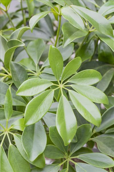 Schefflera arboricola