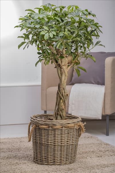 Schefflera arboricola