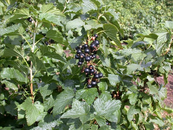 Ribes nigrum 'Ben Alder'(s)