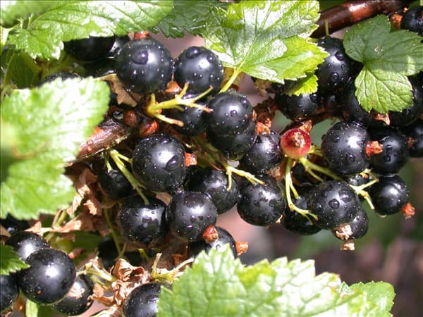Ribes nigrum 'Ben Alder'(s)