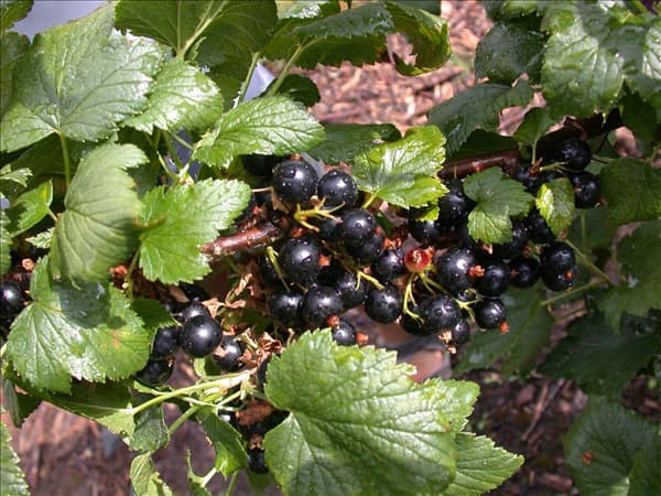 Ribes nigrum 'Ben Alder'(s)