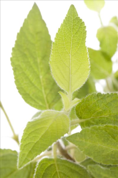 Salvia elegans