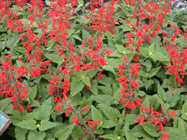 Salvia elegans