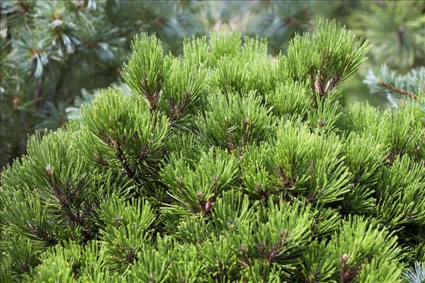 Pinus heldreichii 'Schmidtii'