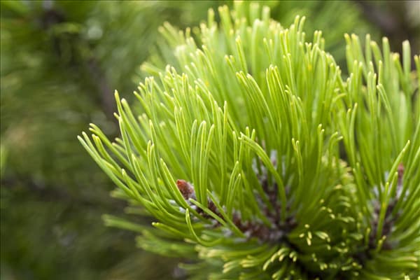 Pinus mugo