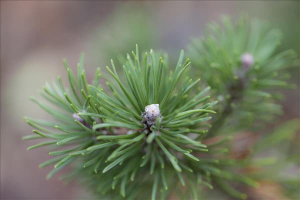 Pinus mugo
