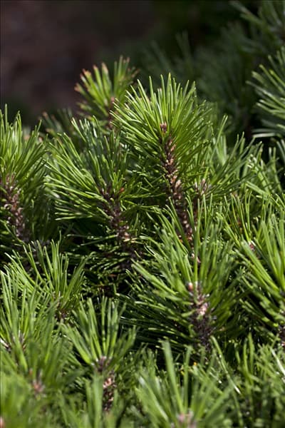 Pinus mugo