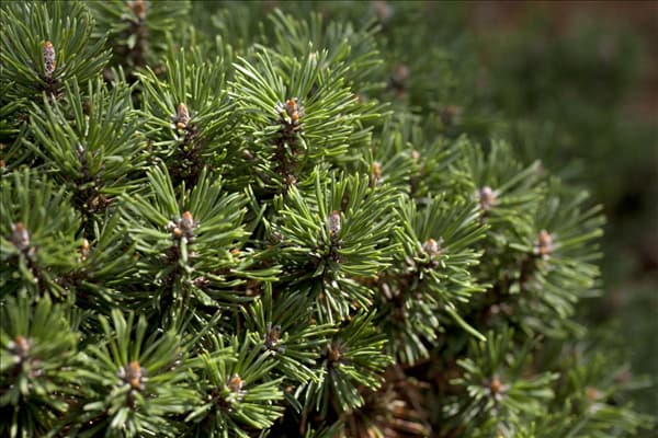 Pinus mugo