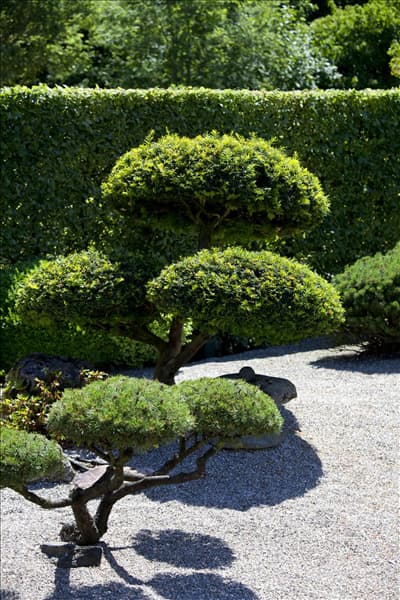 Pinus mugo