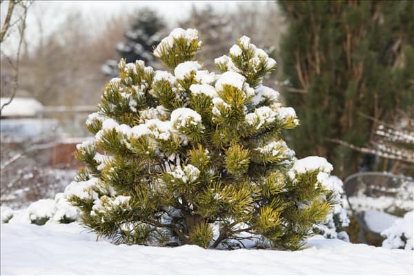 Pinus mugo
