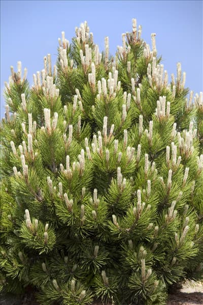 Pinus mugo