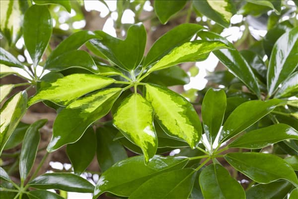 Schefflera arboricola 'Gold Capella'