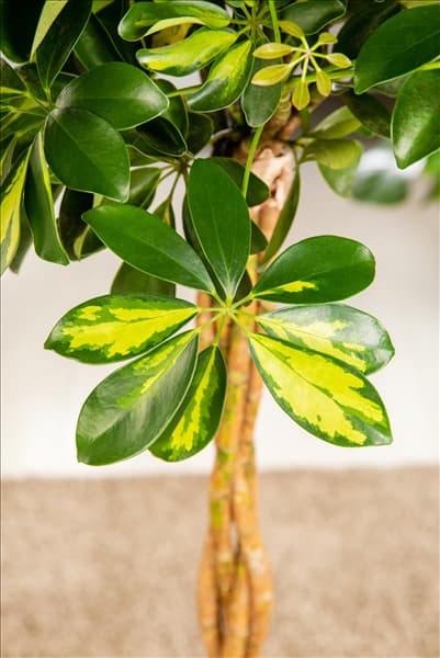 Schefflera arboricola 'Gold Capella'