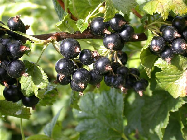 Ribes nigrum 'Dr. Bauers Ometa'(s)